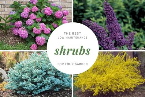 shrubs at lowes|best low maintenance landscaping bushes.